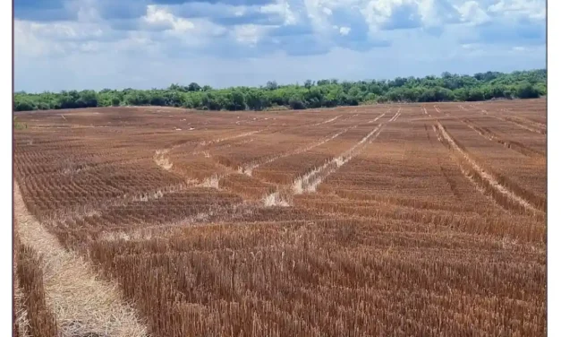 CAMPO AGRICOLA EN VENTA – 221HA – HERNANDARIAS