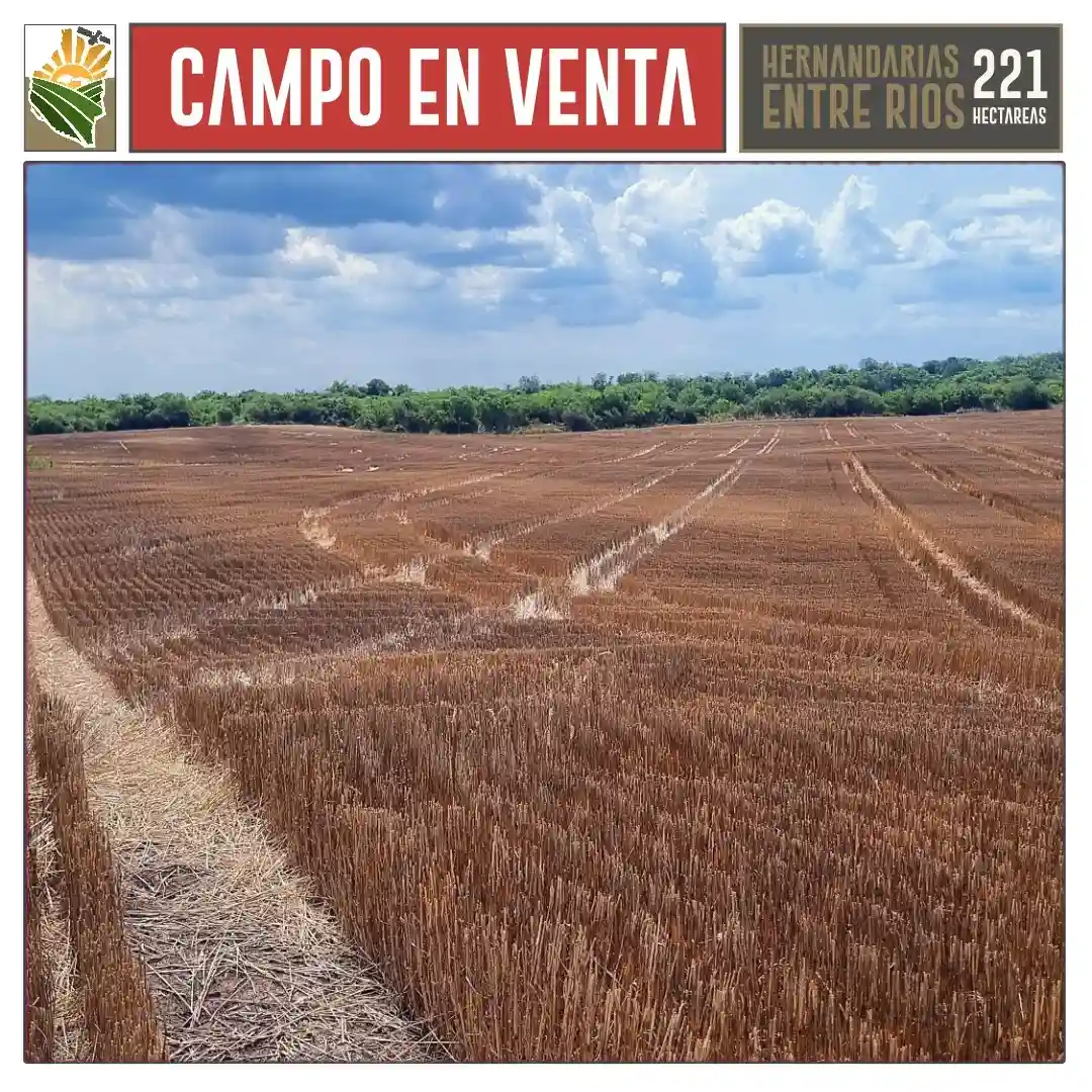 11 Campo-en-venta-Hernandarias – 221-ha- Foto Campo Agricola en Venta Hernandarias